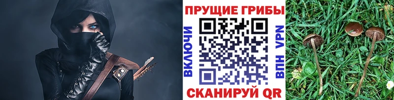Галлюциногенные грибы Psilocybe Апшеронск